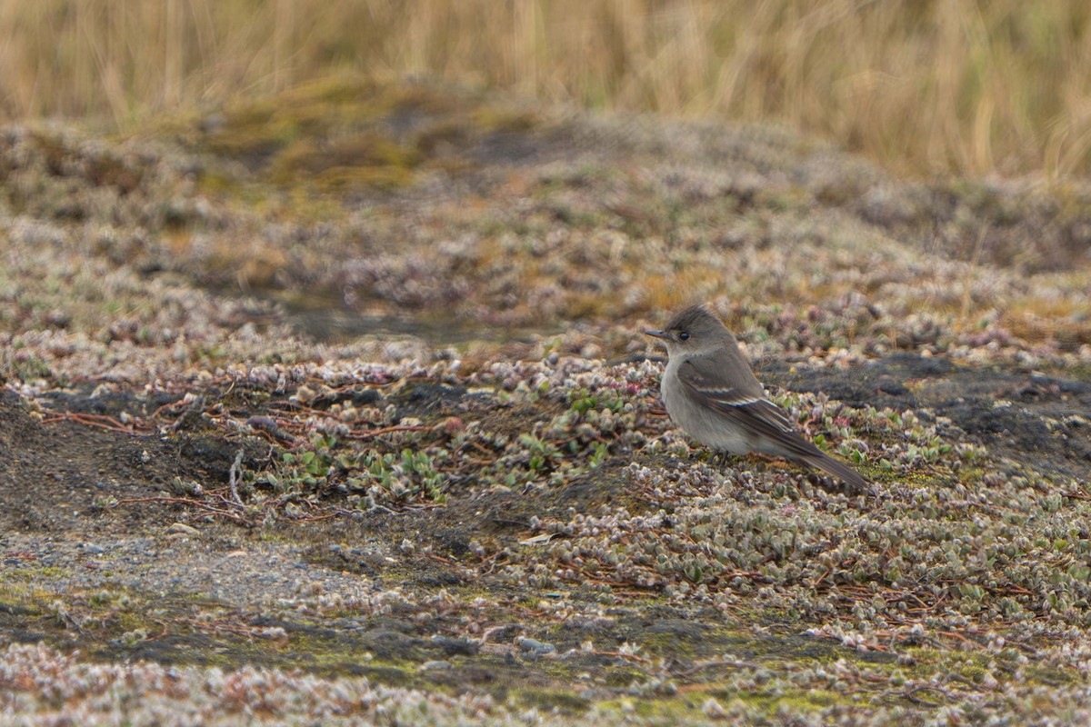 Western Wood-Pewee - ML620664391