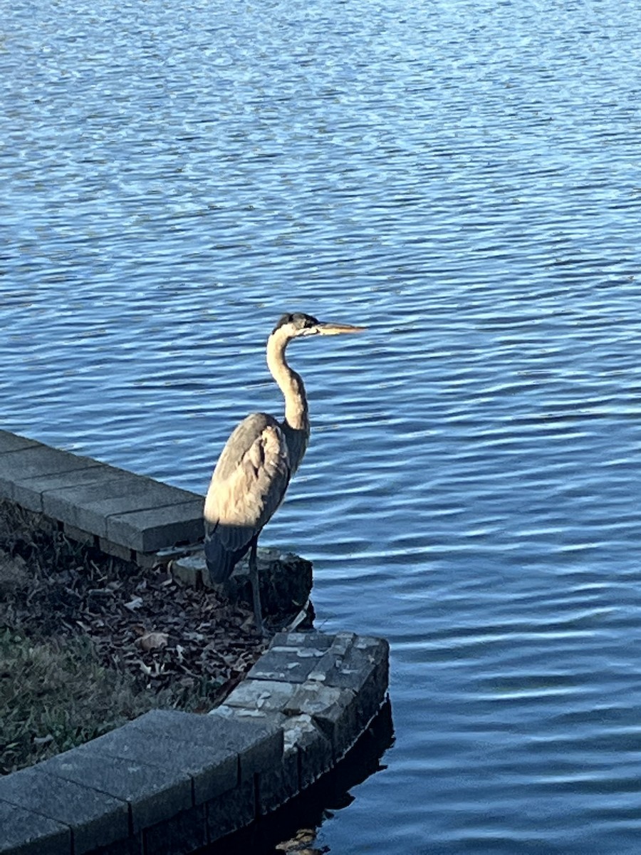 Great Blue Heron - ML620664394