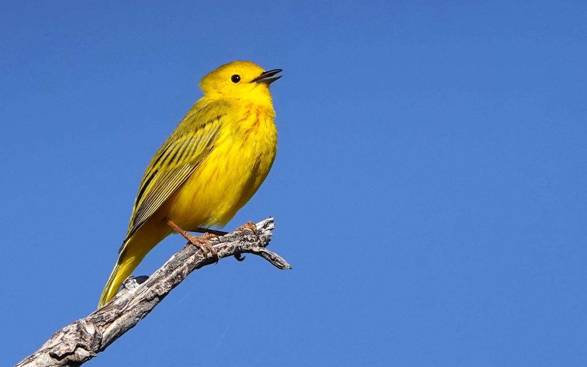 Yellow Warbler - ML620664396