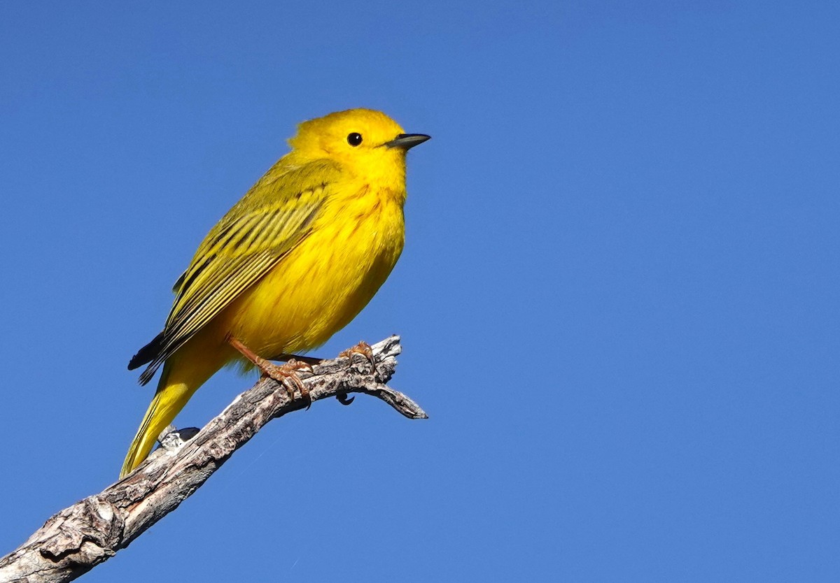 Yellow Warbler - ML620664397