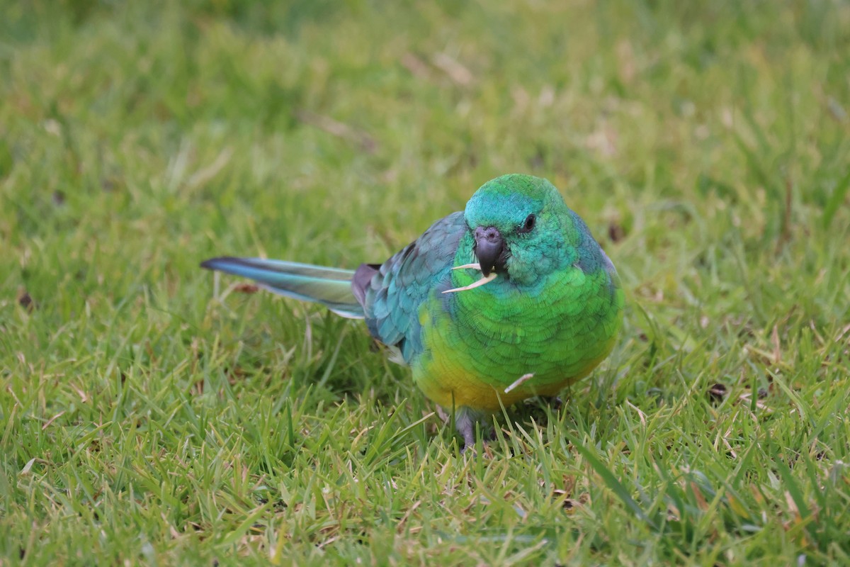 Red-rumped Parrot - ML620664398