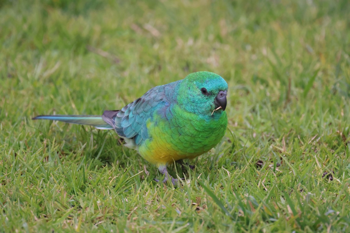 Red-rumped Parrot - ML620664399