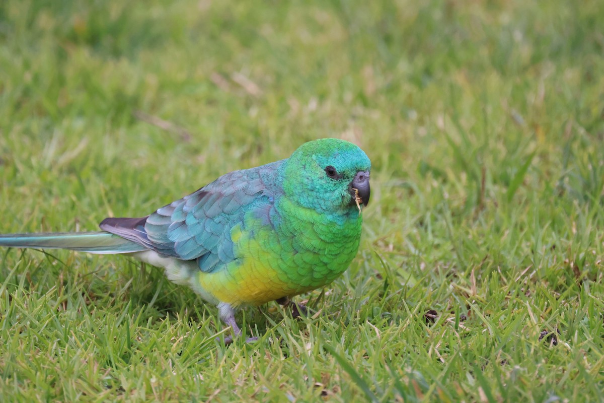 Red-rumped Parrot - ML620664400