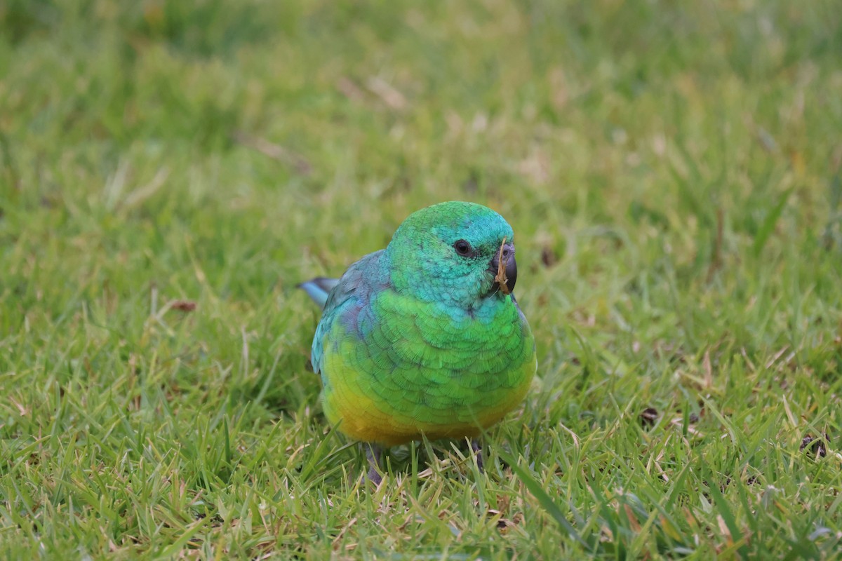 Red-rumped Parrot - ML620664401