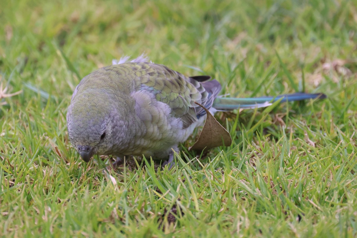 Red-rumped Parrot - GEOFFREY SHINKFIELD