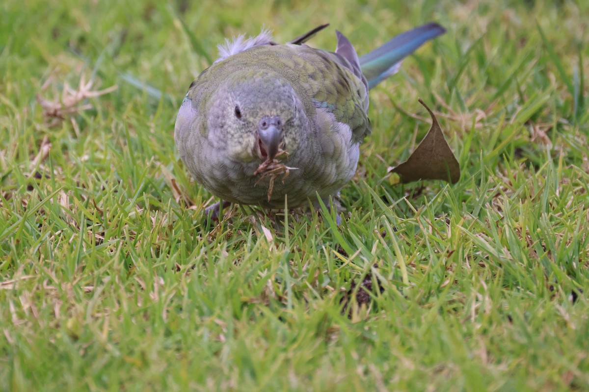 Red-rumped Parrot - ML620664405