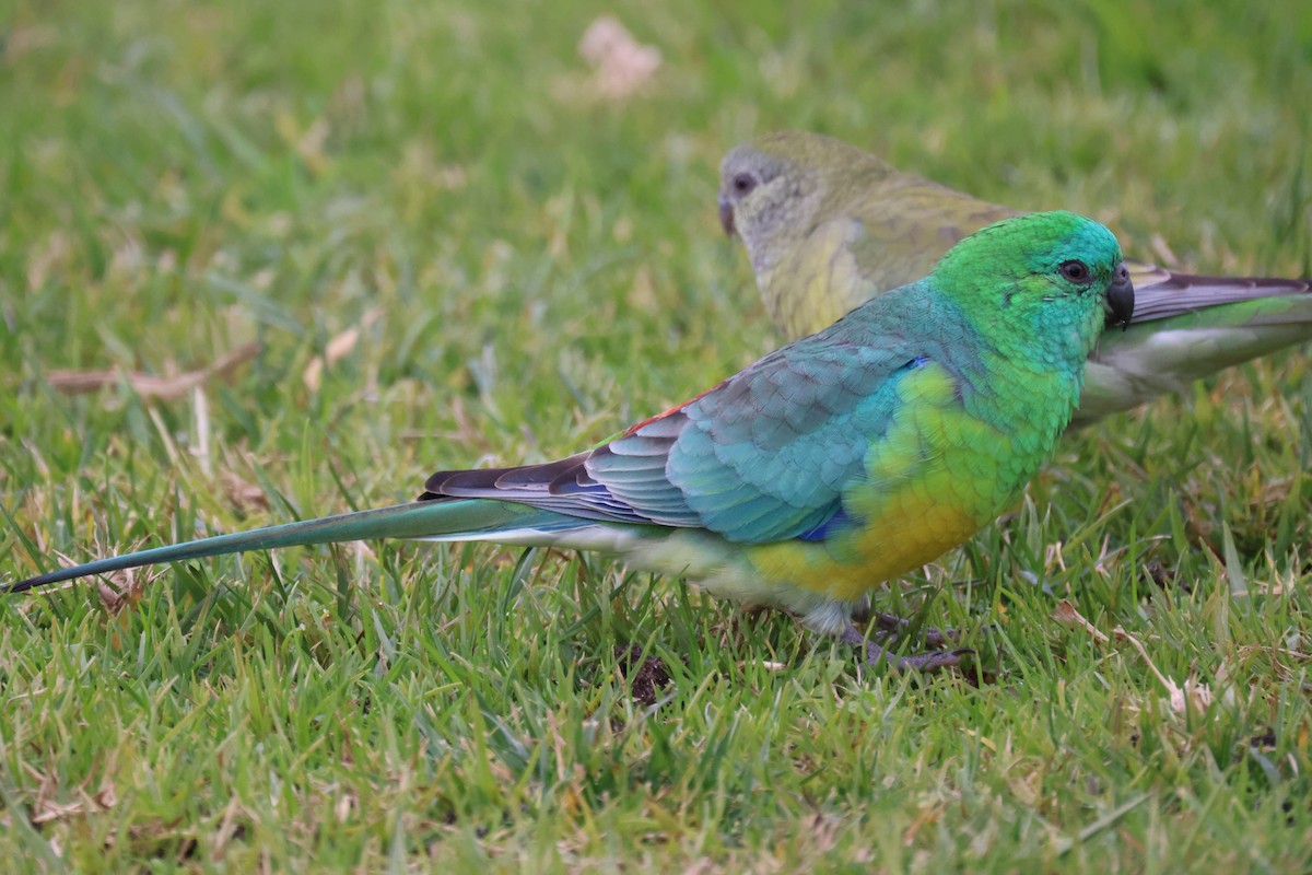 Red-rumped Parrot - ML620664407