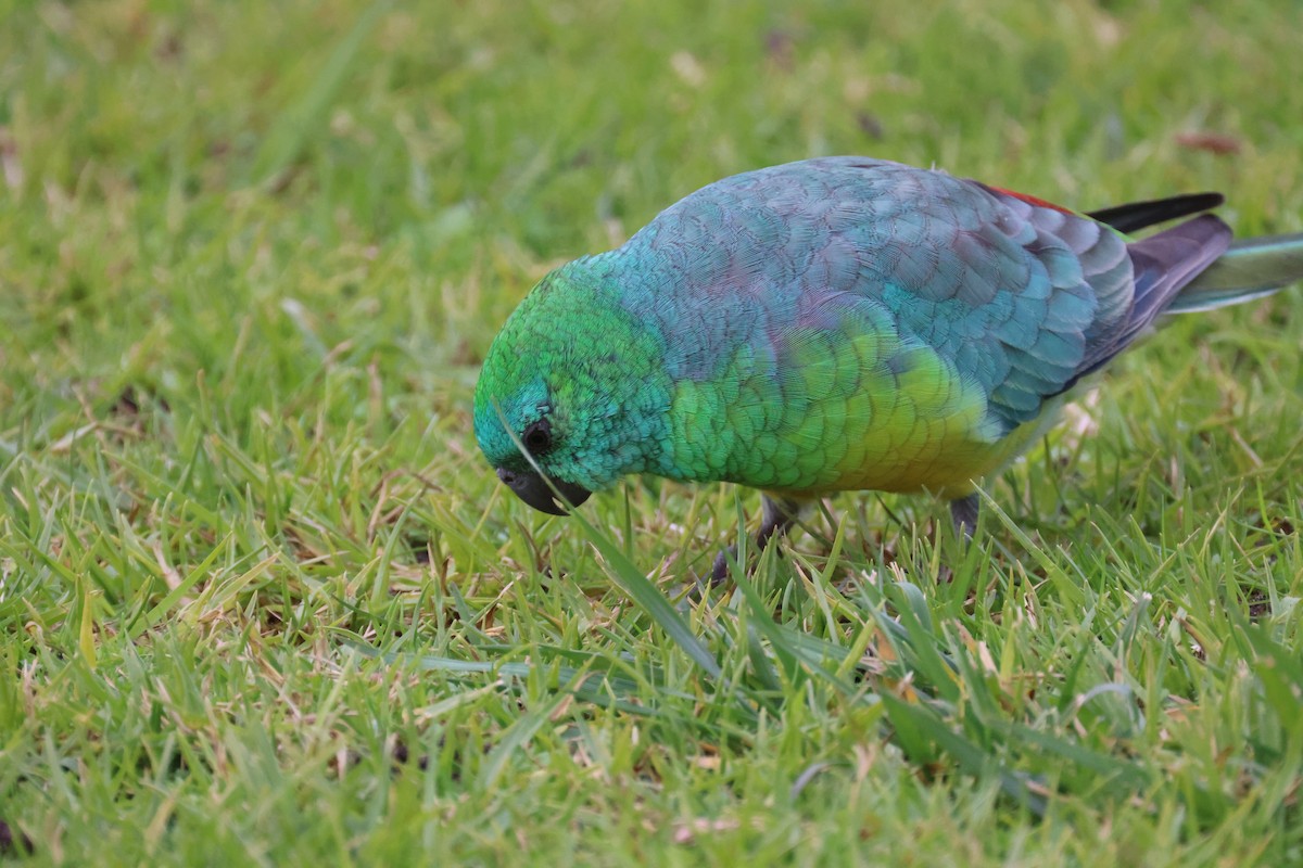 Red-rumped Parrot - ML620664408