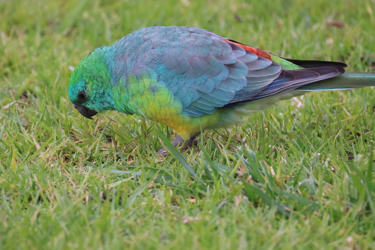 Red-rumped Parrot - ML620664410