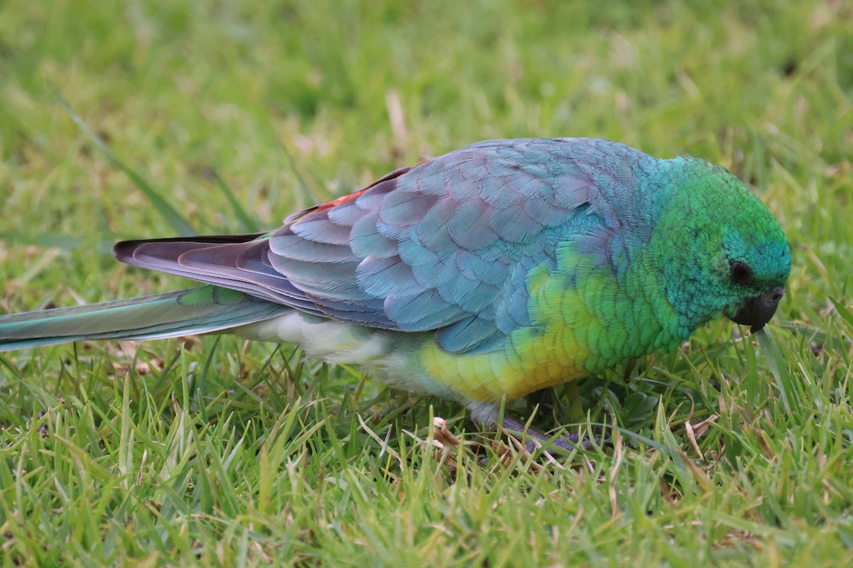 Red-rumped Parrot - ML620664412