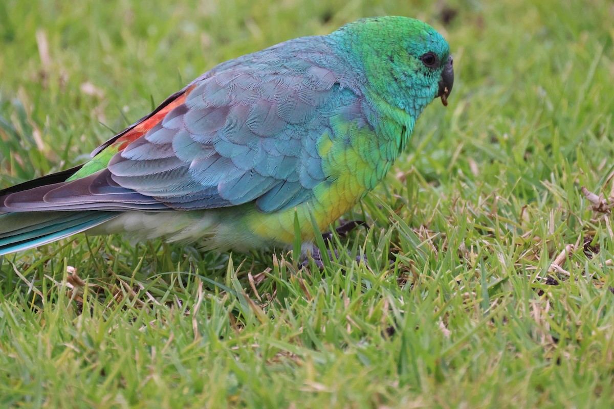 Red-rumped Parrot - ML620664413