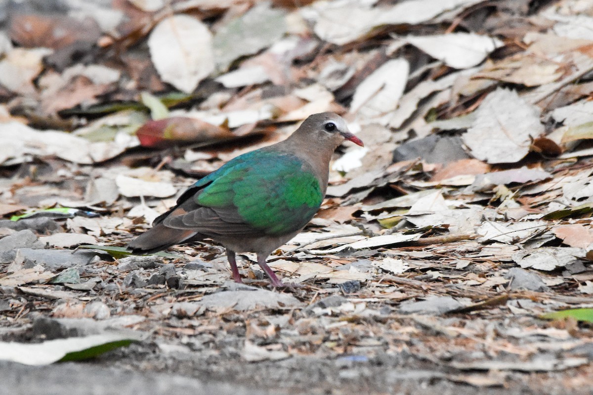 Asian Emerald Dove - ML620664414