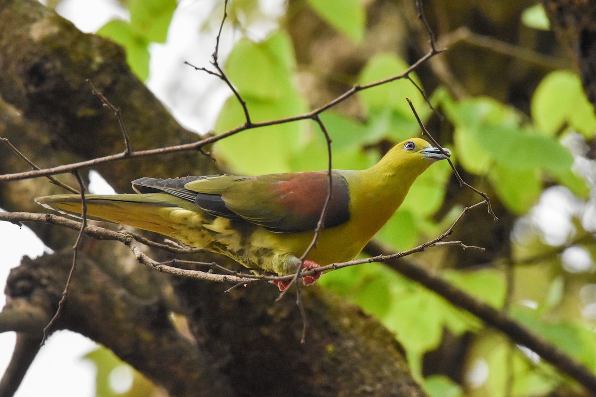 Wedge-tailed Green-Pigeon - ML620664416