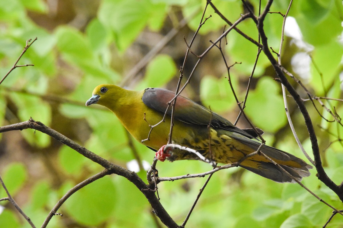 Wedge-tailed Green-Pigeon - ML620664417