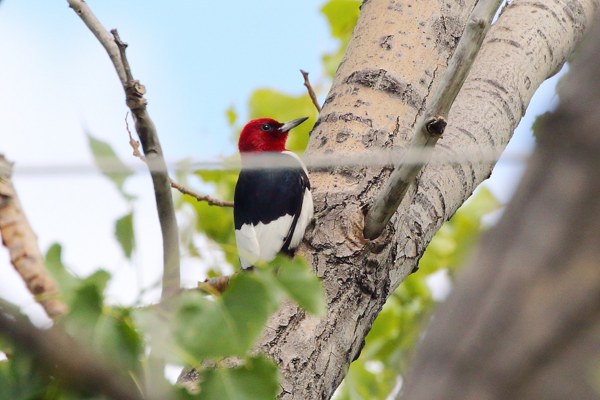 Red-headed Woodpecker - ML620664419
