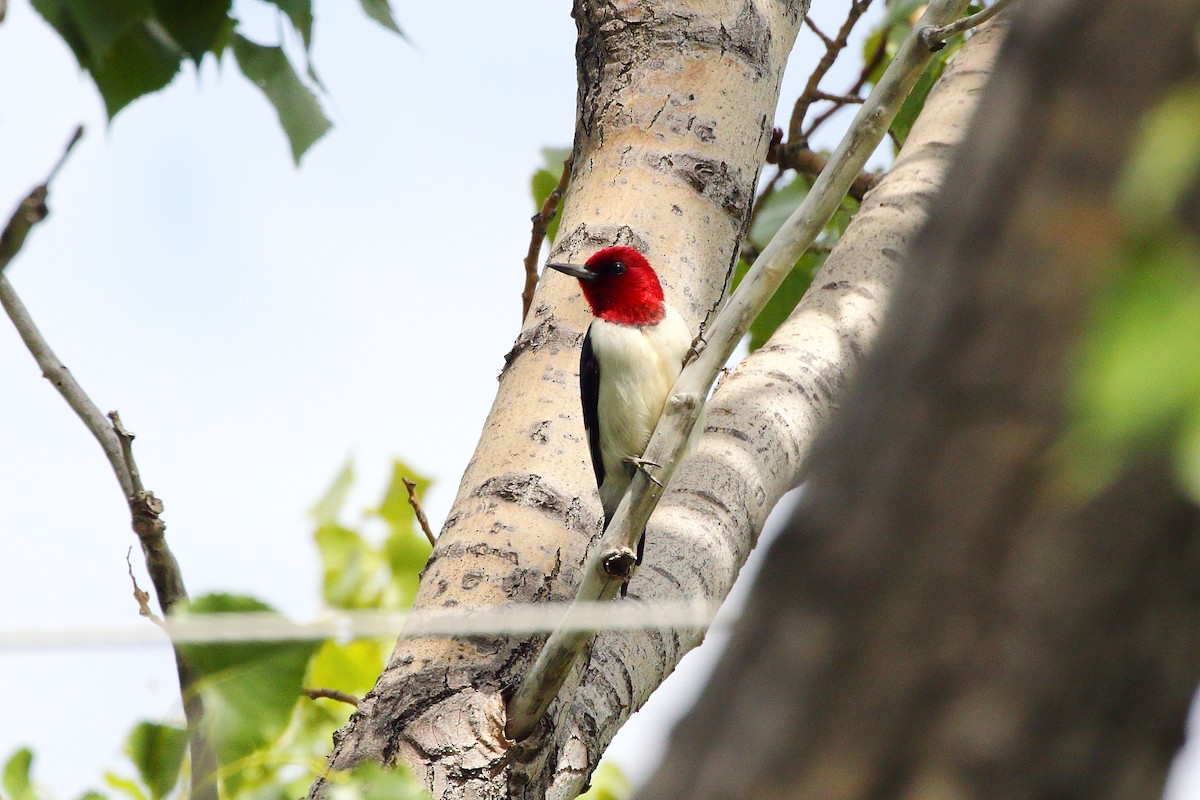 Red-headed Woodpecker - ML620664420