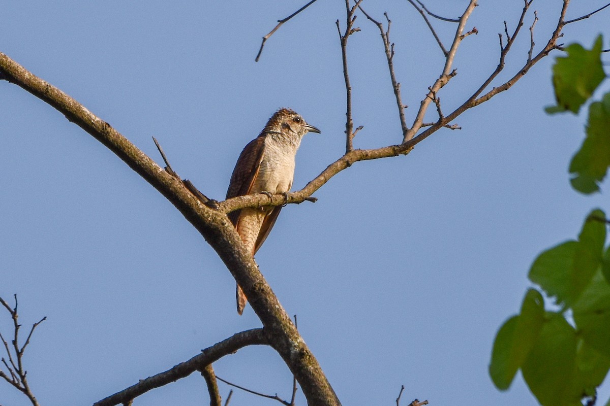 Banded Bay Cuckoo - ML620664421