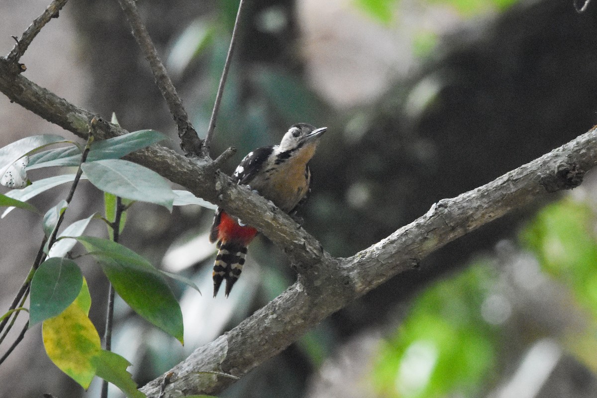 Fulvous-breasted Woodpecker - ML620664423