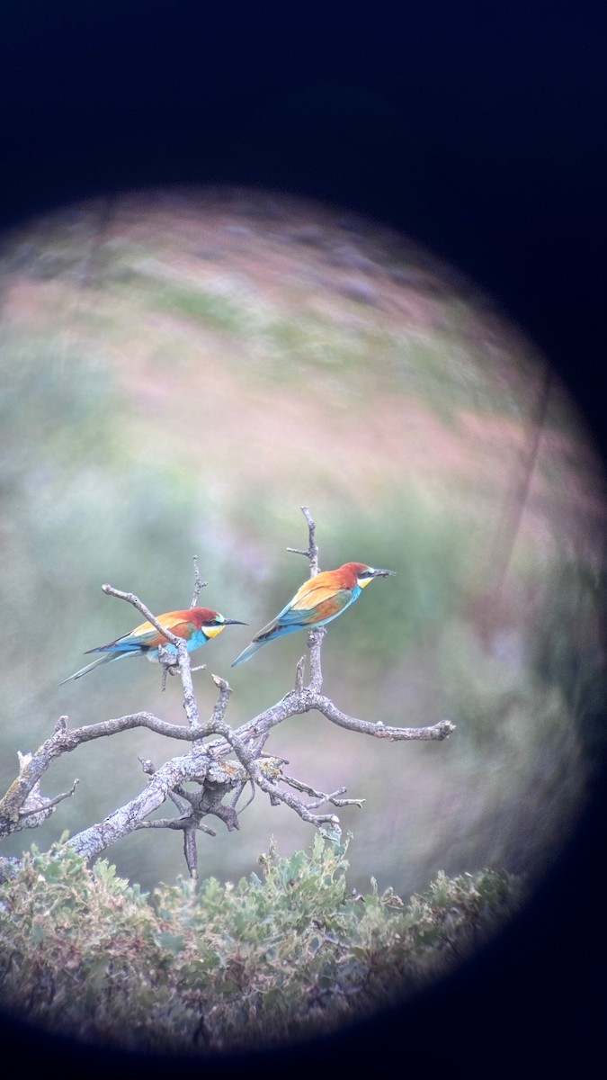 European Bee-eater - Ashley Hopkins