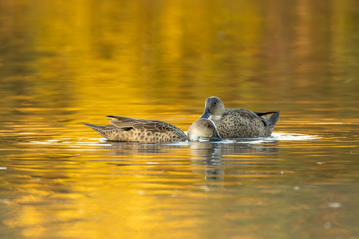 Chestnut Teal - ML620664425