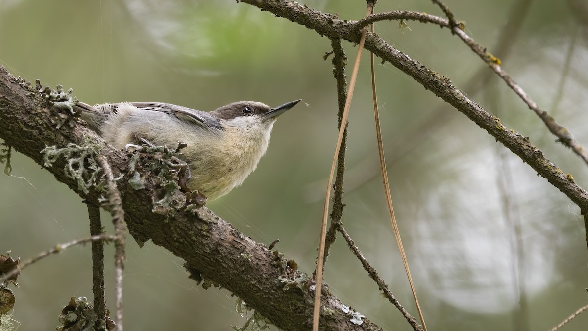 Pygmy Nuthatch - ML620664427