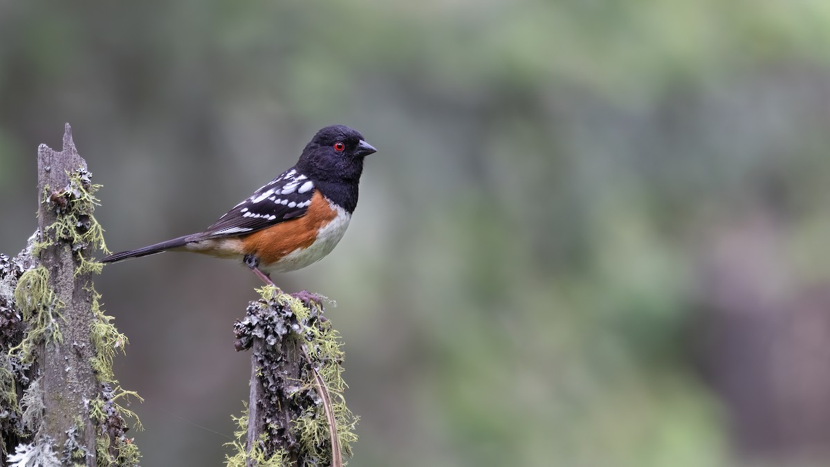 Spotted Towhee (maculatus Group) - ML620664429