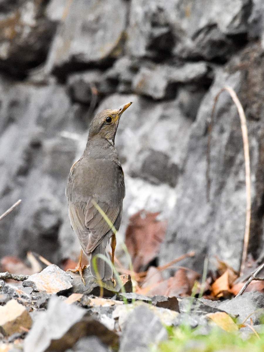 Tickell's Thrush - ML620664430