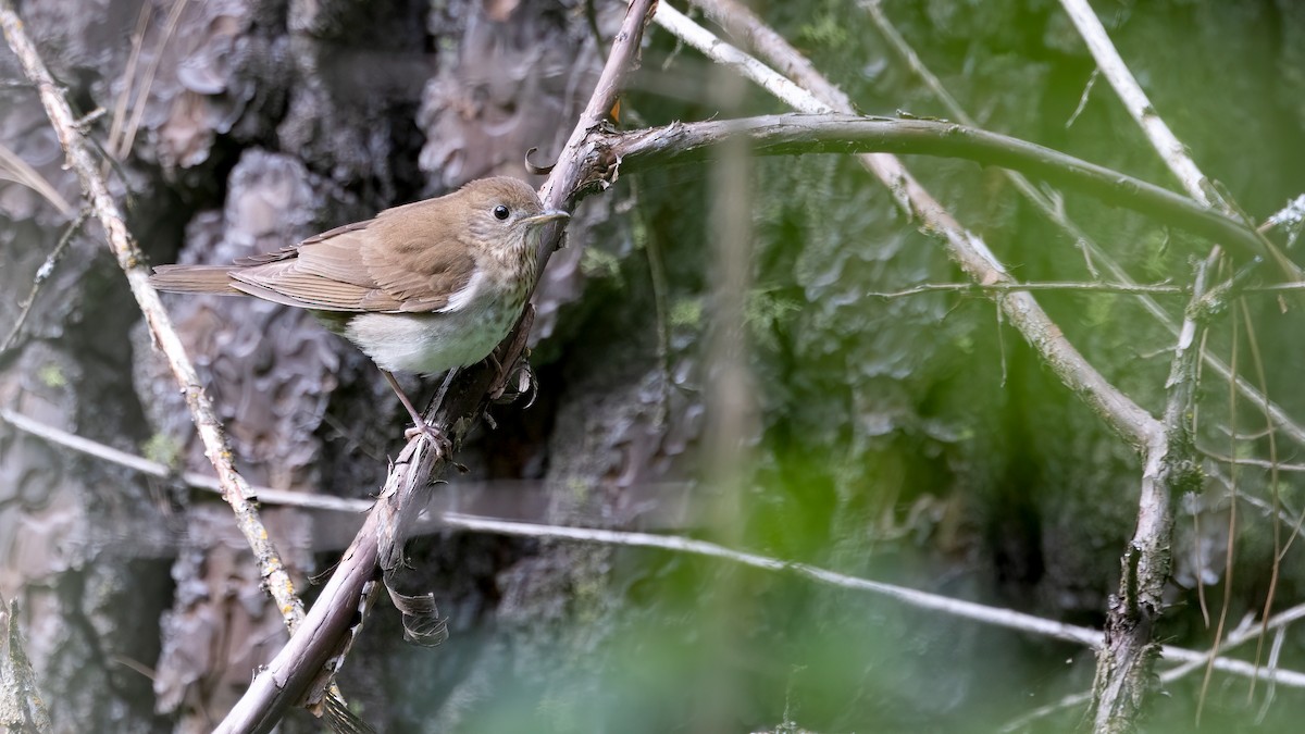 Veery - ML620664433