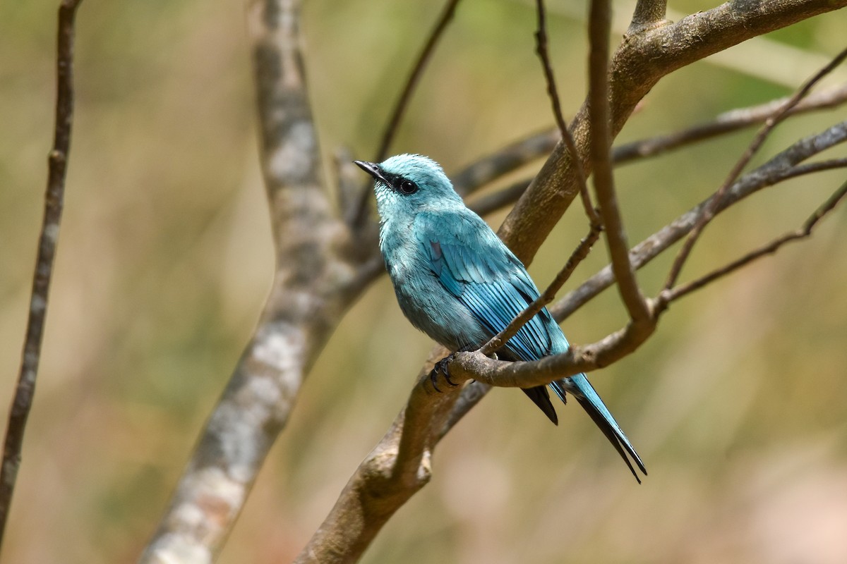 Verditer Flycatcher - ML620664434