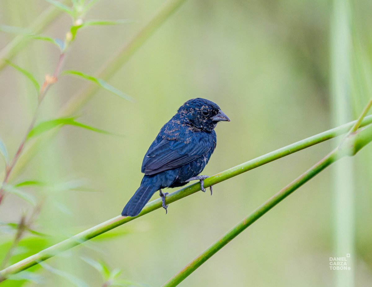 Blue-black Grassquit - ML620664436