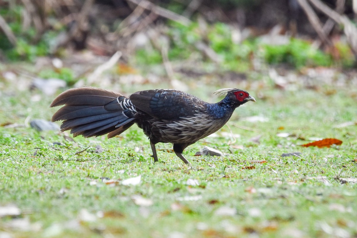 Kalij Pheasant - ML620664437