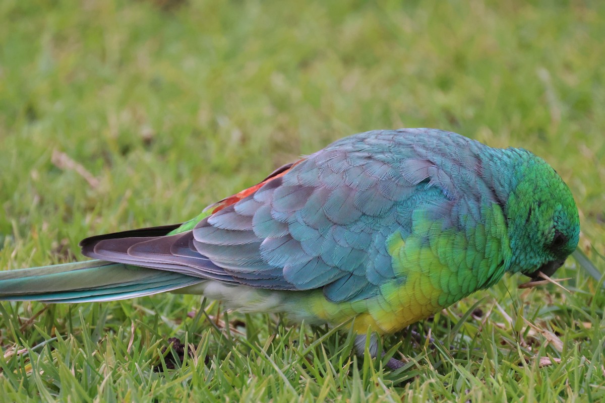 Red-rumped Parrot - ML620664439