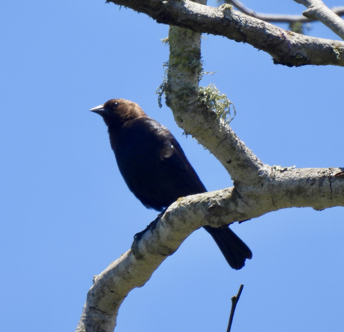 Brown-headed Cowbird - ML620664441