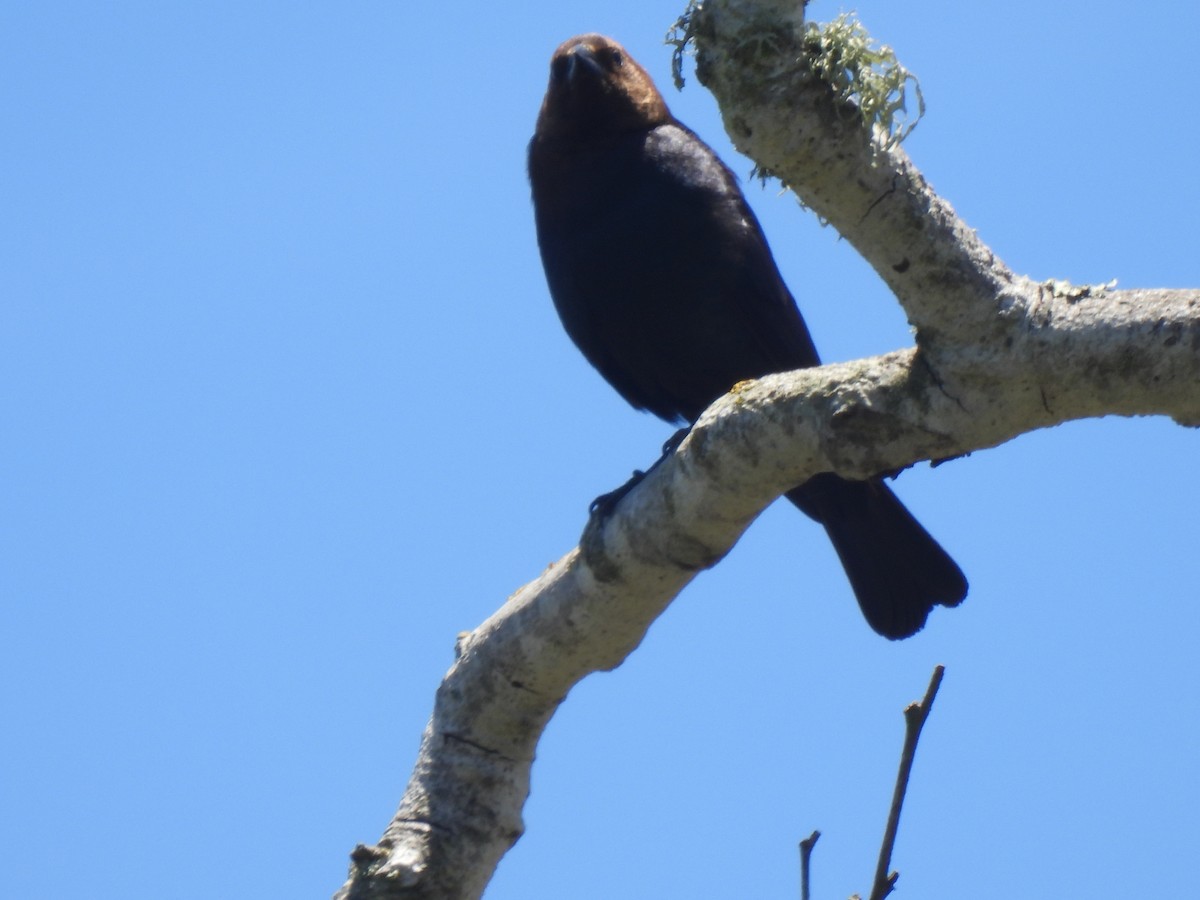 Brown-headed Cowbird - ML620664442