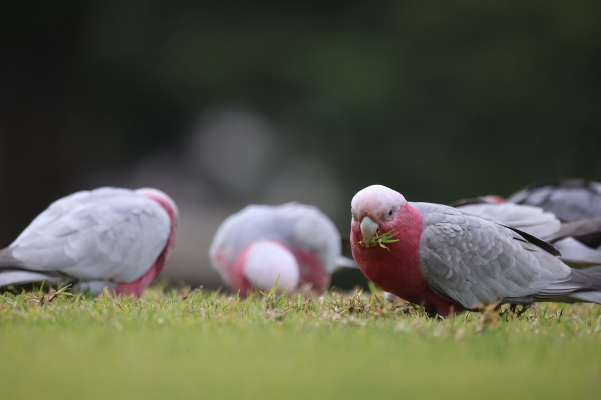 Cacatúa Galah - ML620664444