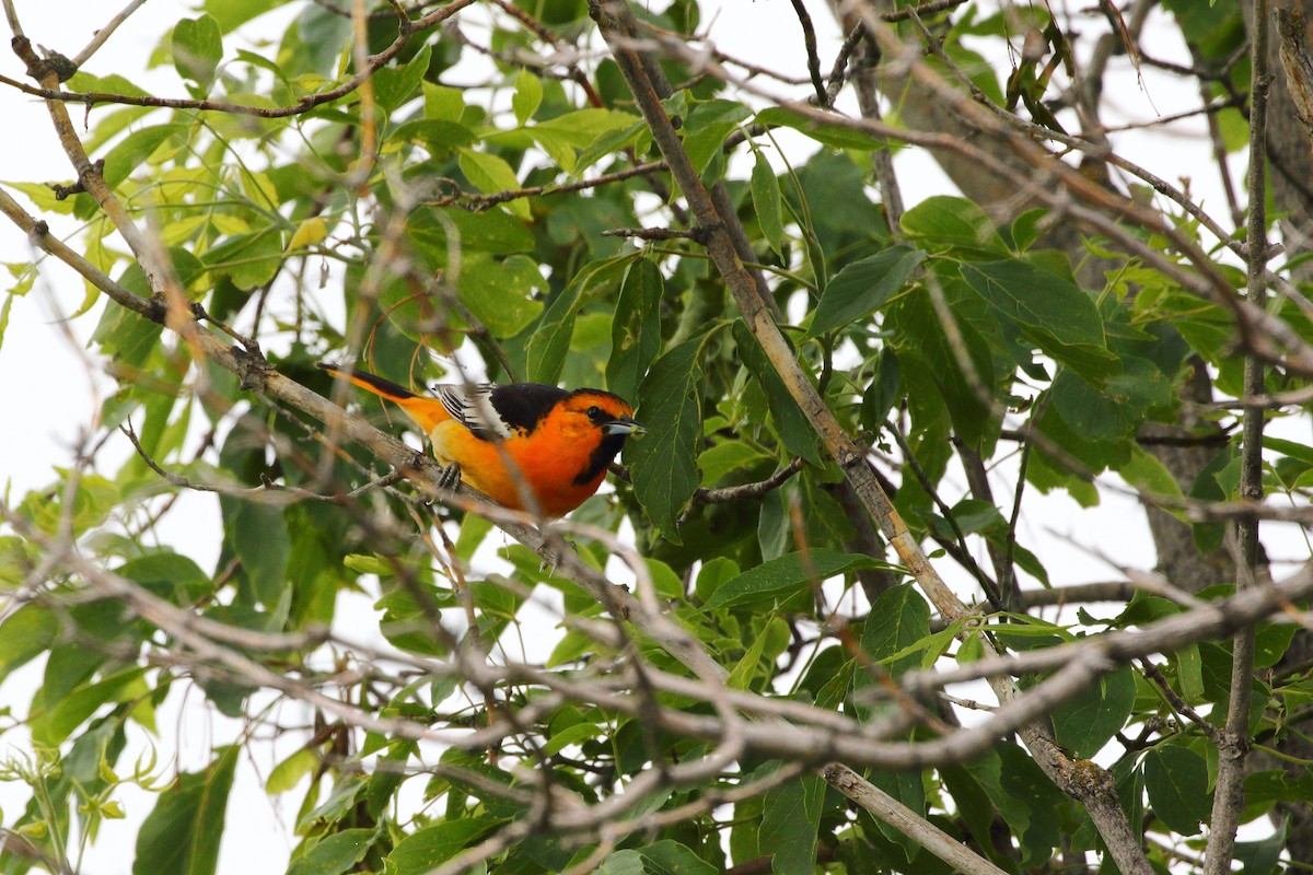 Bullock's Oriole - ML620664446