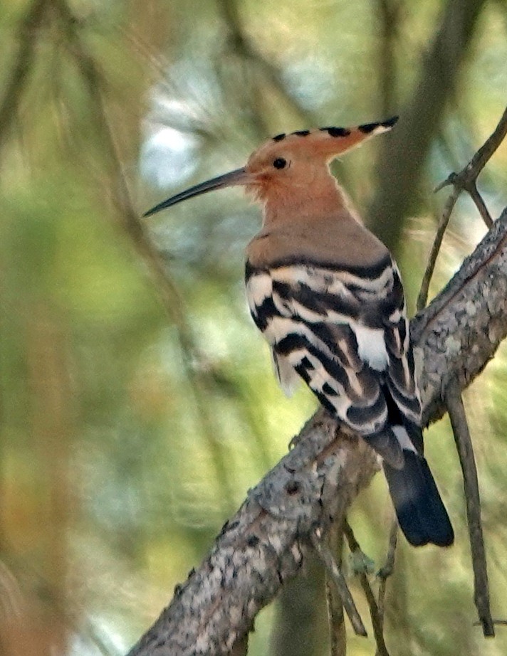 Eurasian Hoopoe - ML620664449