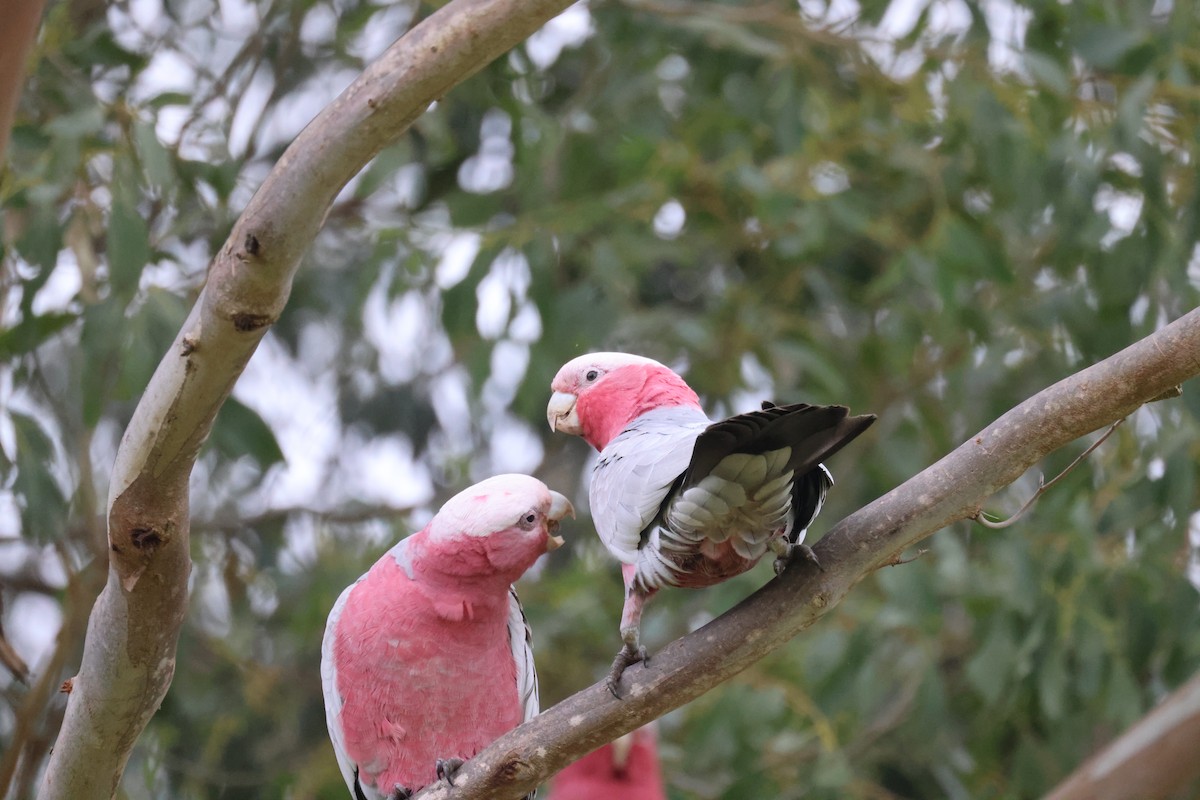 Cacatúa Galah - ML620664450