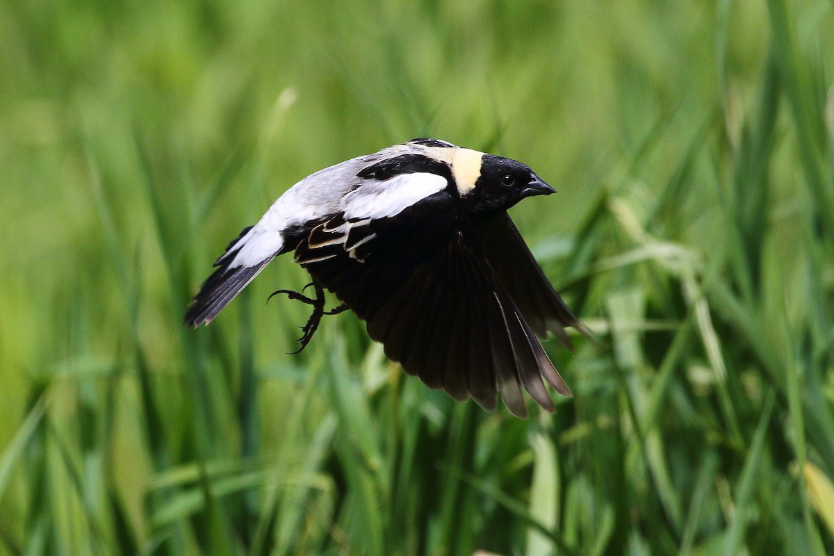 bobolink americký - ML620664452