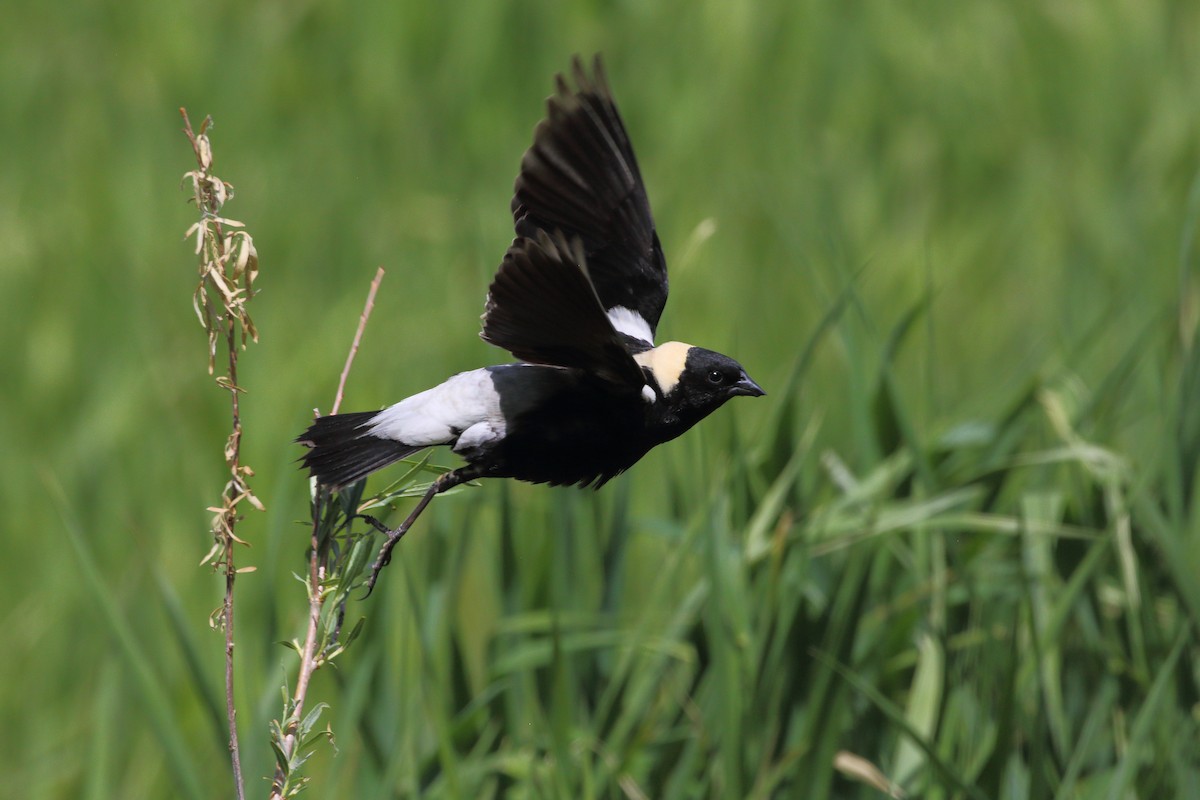 bobolink americký - ML620664455