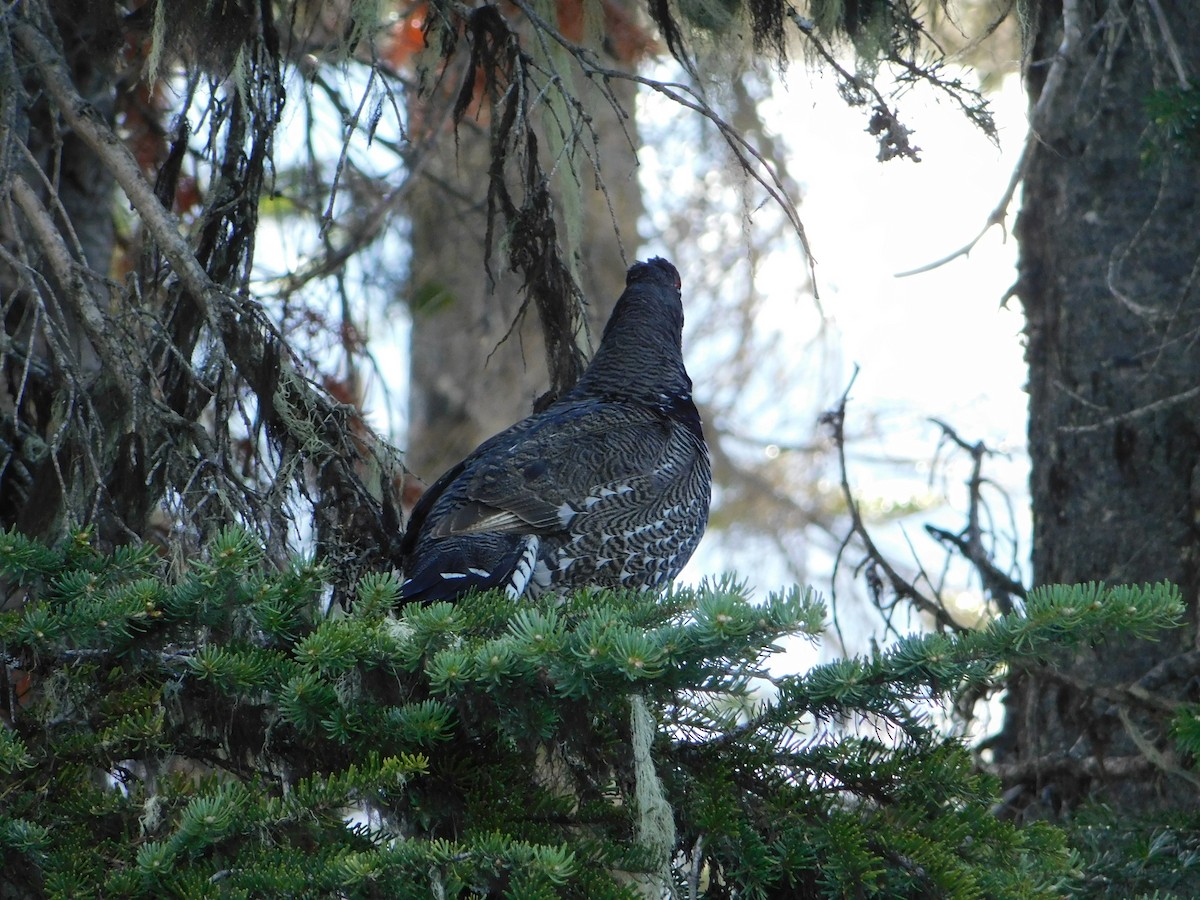 Spruce Grouse - ML620664465