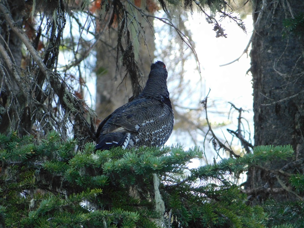 Spruce Grouse - ML620664466