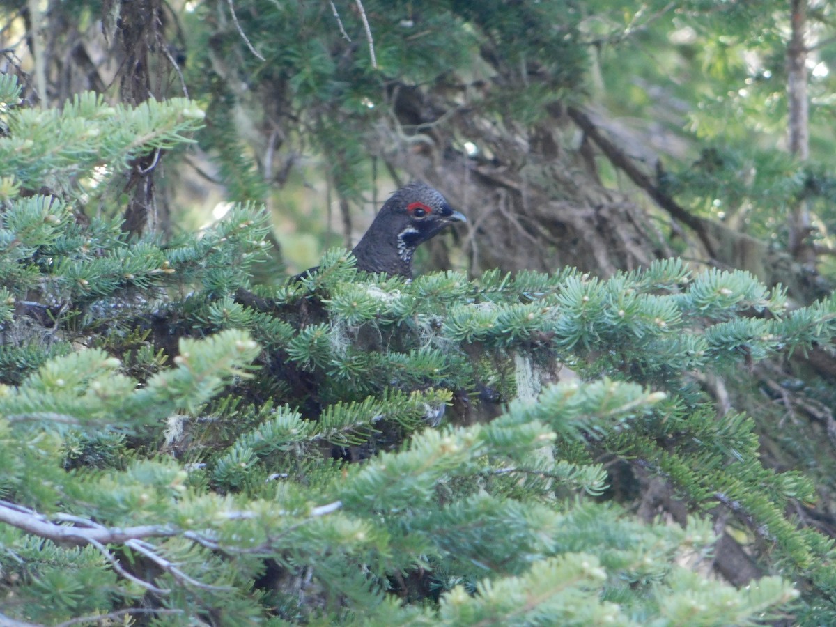 Spruce Grouse - ML620664471