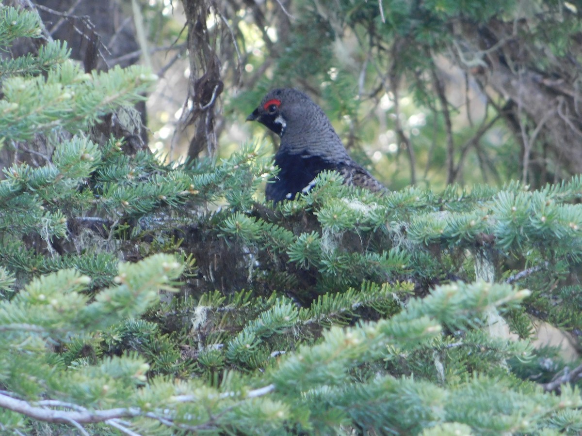 Spruce Grouse - ML620664472