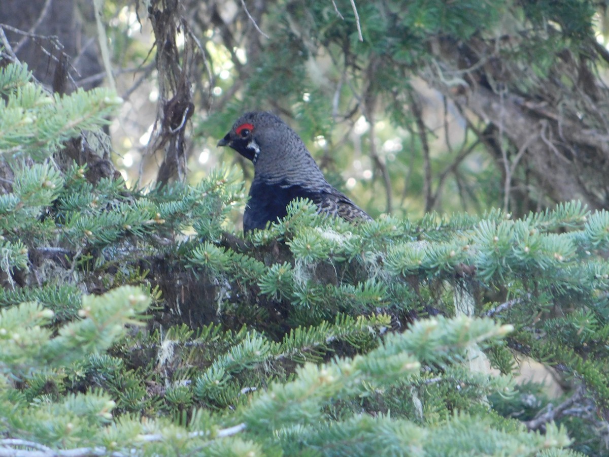 Spruce Grouse - ML620664473