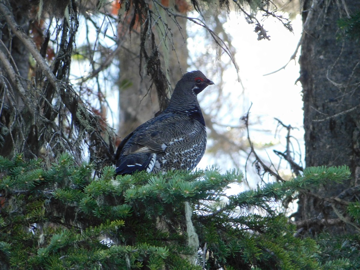 Spruce Grouse - ML620664474