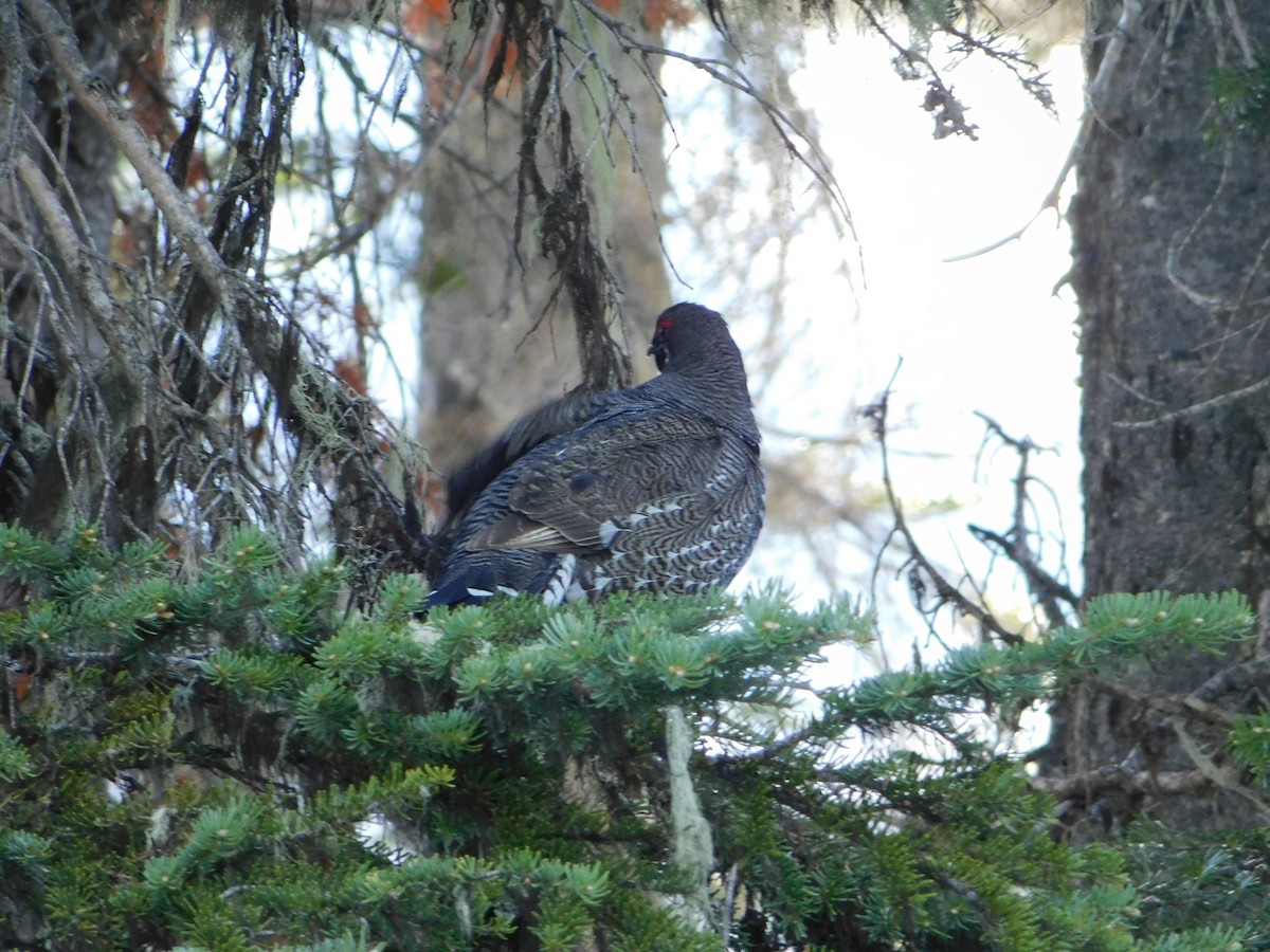 Spruce Grouse - ML620664477