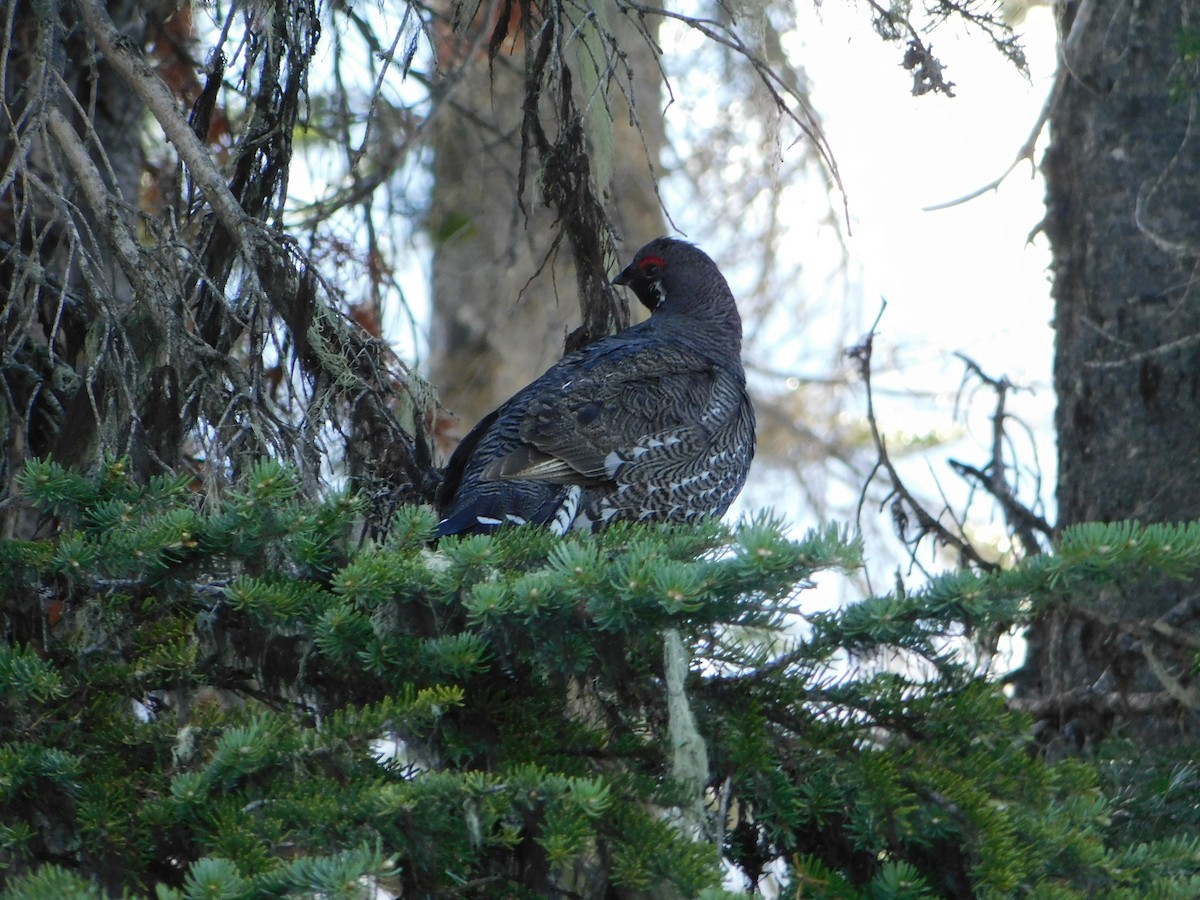 Spruce Grouse - ML620664478