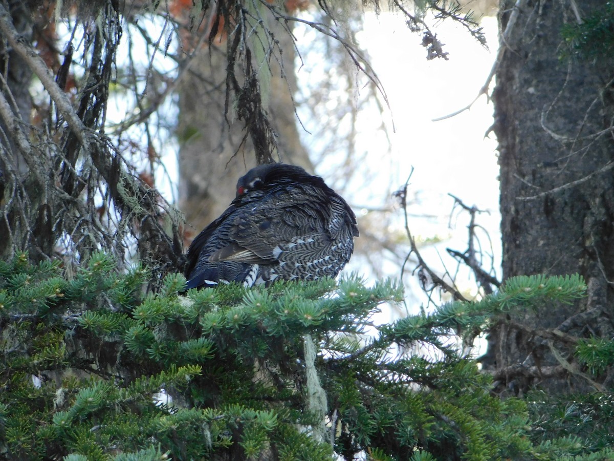 Spruce Grouse - ML620664479