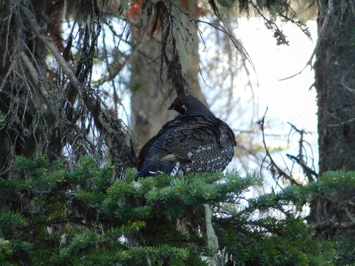 Spruce Grouse - ML620664480